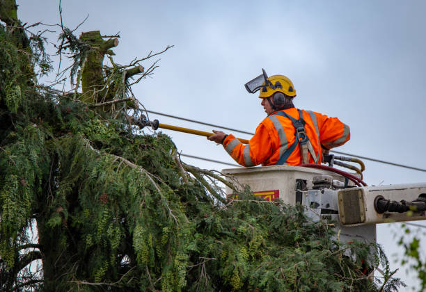 How Our Tree Care Process Works  in  New Richmond, WI